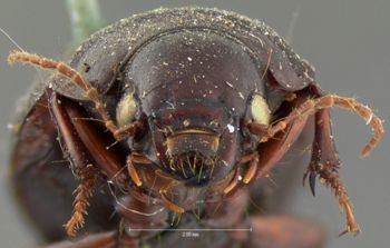 Media type: image;   Entomology 5685 Aspect: head frontal view